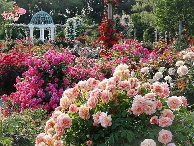 Công viên hoa hồng Rose Park
