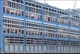 Lời khai của người mua 18 tấn lợn nhiễm dịch qua mạng đi tiêu thụ