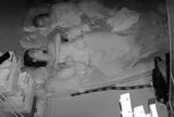 Kinh hoàng khi thấy cảnh rắn cạp nong dài 2 m bò sát giường ở TP.HCM