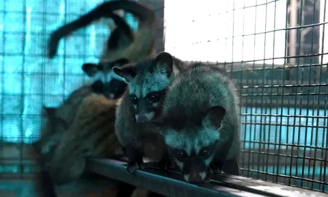 Thu tiền tỷ mỗi năm nhờ nuôi cầy hương