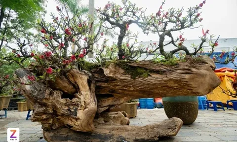 Đào thất thốn kết phợp trên gỗ lũa, giá thuê đã gần nửa tỷ đồng