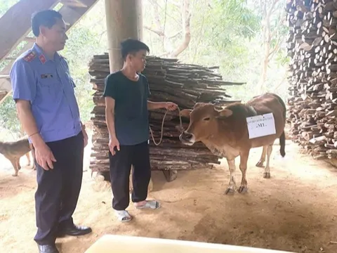 Ly kỳ chuyện hai hộ dân đưa bò đi xét nghiệm ADN