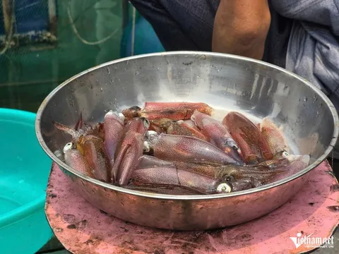 Mực Vũng Áng vào mùa, bán tiền triệu một cân vẫn 'cháy hàng'