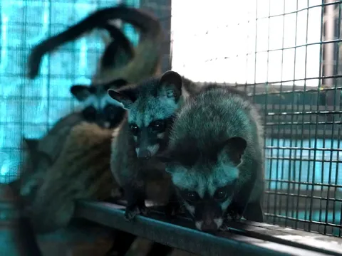 Thu tiền tỷ mỗi năm nhờ nuôi cầy hương