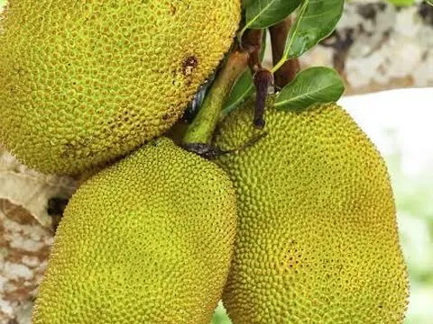 Tin vui với nông dân trồng mít Việt Nam