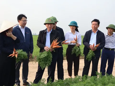 Bí thư Thành uỷ Hải Phòng thăm, làm việc tại làng Gốm Chu Đậu và vùng trồng cà rốt xã Tuệ Tĩnh