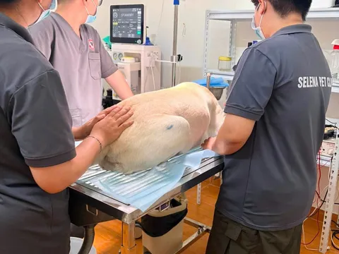 Phòng khám bị tố tắc trách, gây tử vong cho thú cưng
